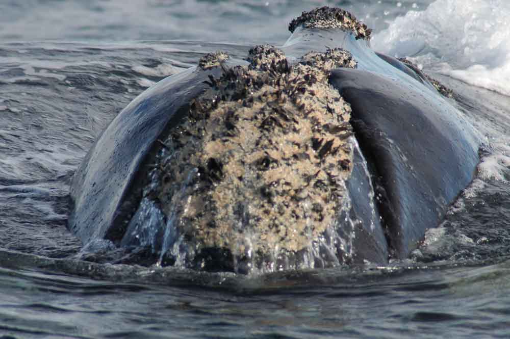 Ballena Franca Austral - península Valdes - Argentina 1.jpg